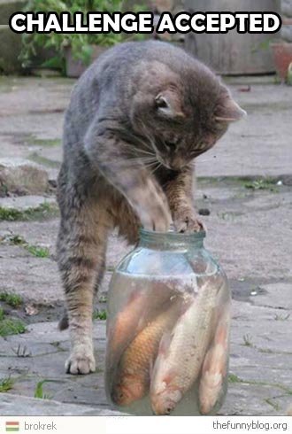 How Many Cats Get Stuck In Things Each Year How Many Cats Get Stuck In Things Each Year