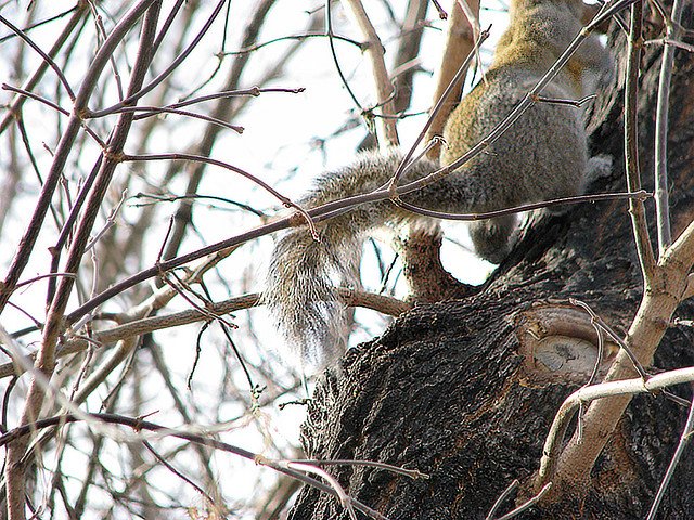 1-2-3 squirrel butt 22.11.07 by kookalamanza from flickr.com